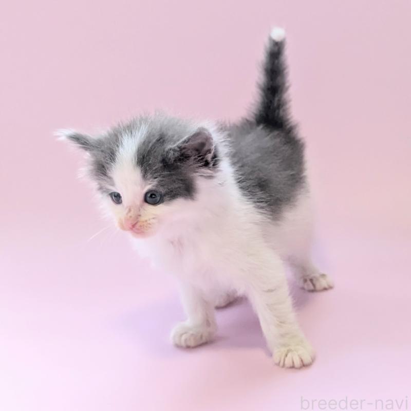 販売中の愛知県のノルウェージャンフォレストキャット-138679の5枚目