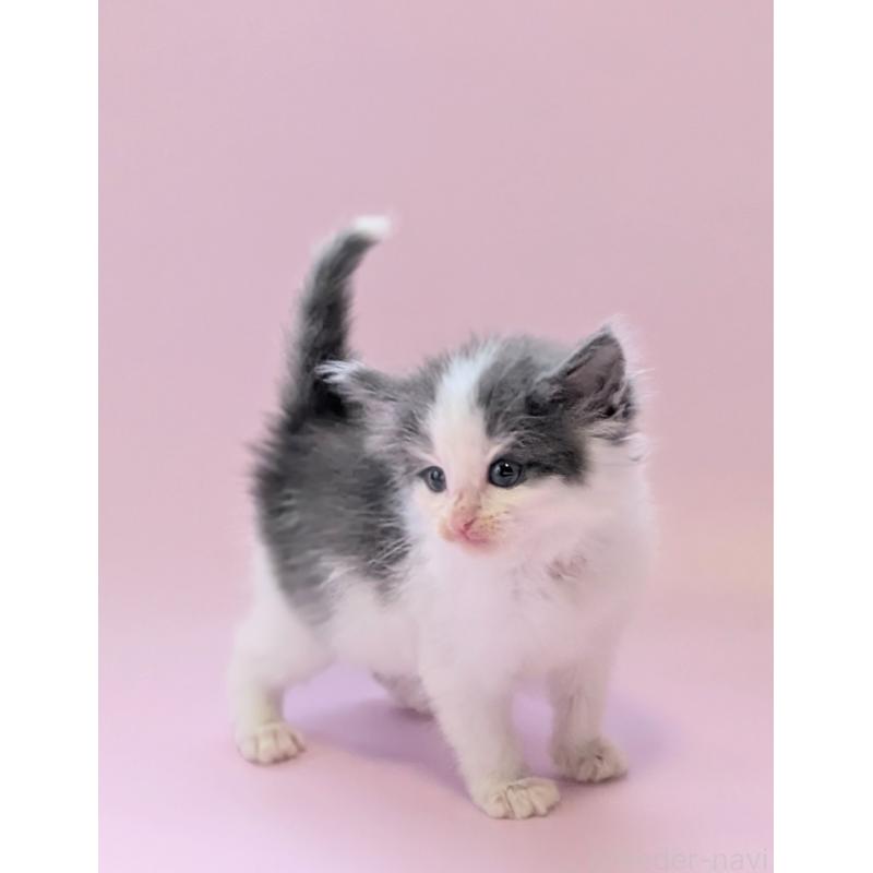 販売中の愛知県のノルウェージャンフォレストキャット-138679の4枚目