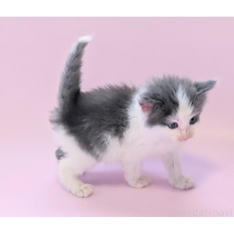 販売中の愛知県のノルウェージャンフォレストキャット-138679の3枚目