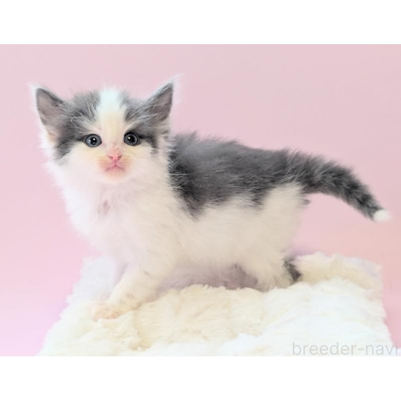 販売中の愛知県のノルウェージャンフォレストキャット-138679の2枚目