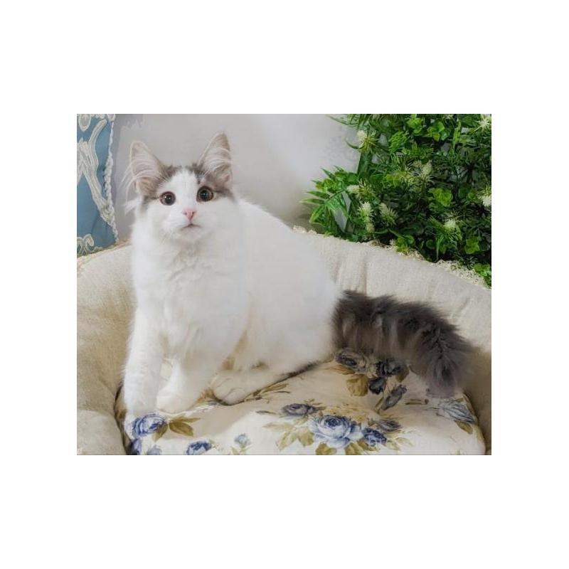 アニスちゃん1枚目