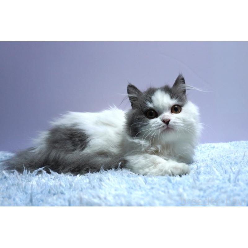 販売中の群馬県のミヌエット(短足)-131812