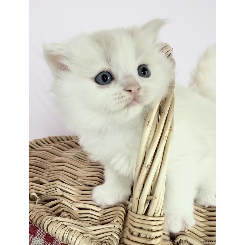 販売中の千葉県のサイベリアン-138680の7枚目