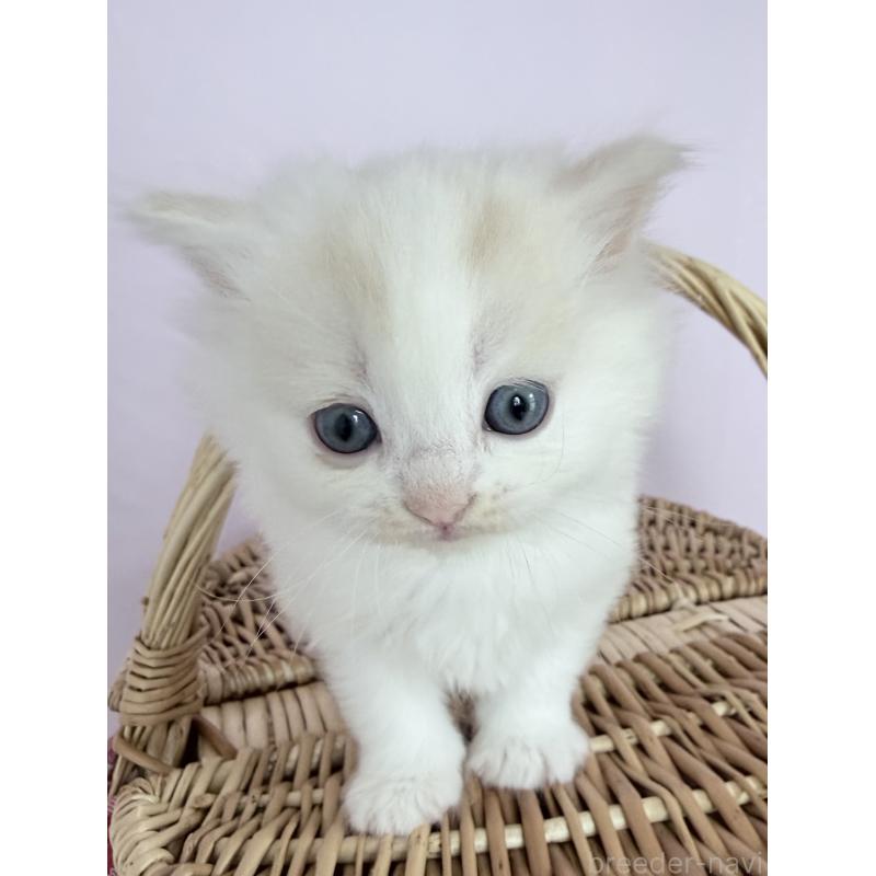 販売中の千葉県のサイベリアン-138680の6枚目