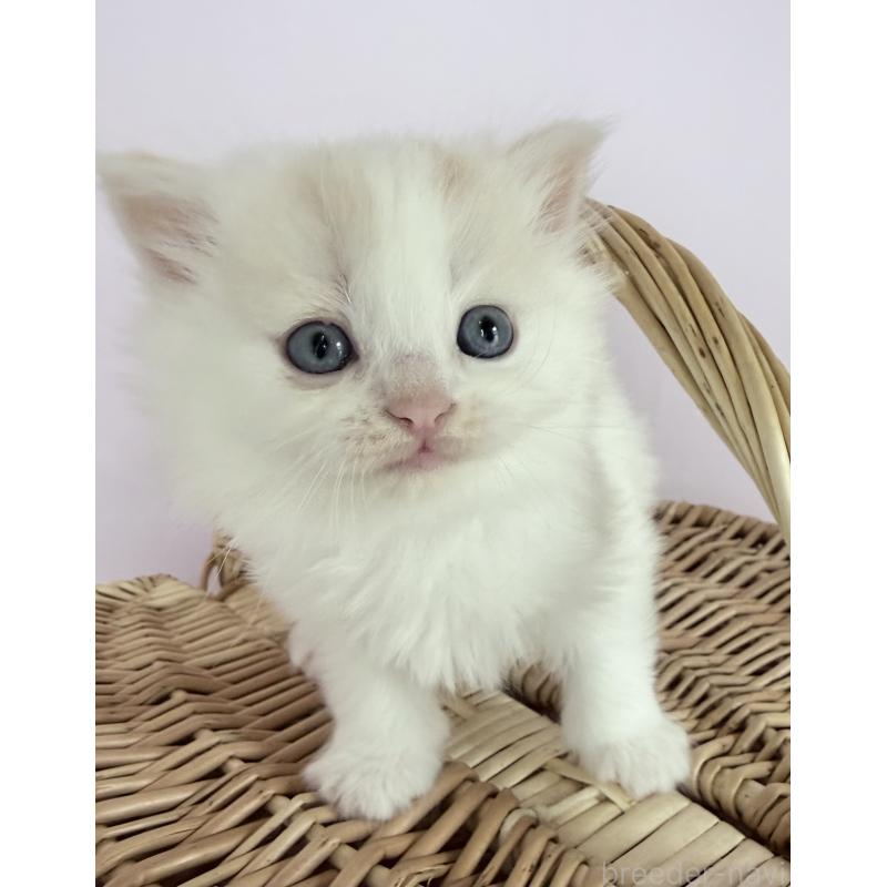 販売中の千葉県のサイベリアン-138680の5枚目