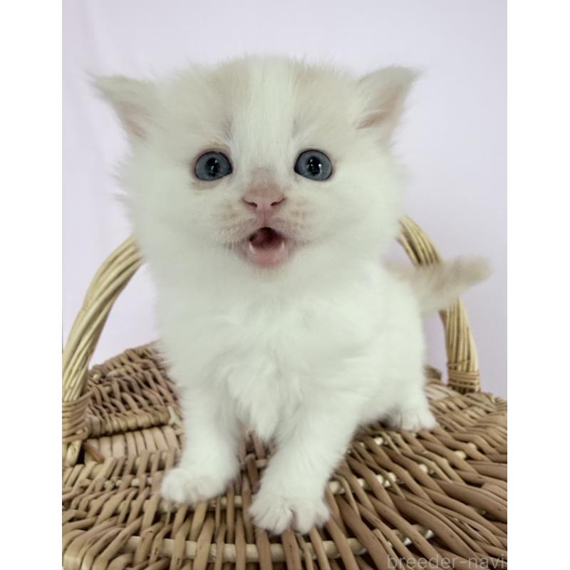 販売中の千葉県のサイベリアン-138680の4枚目