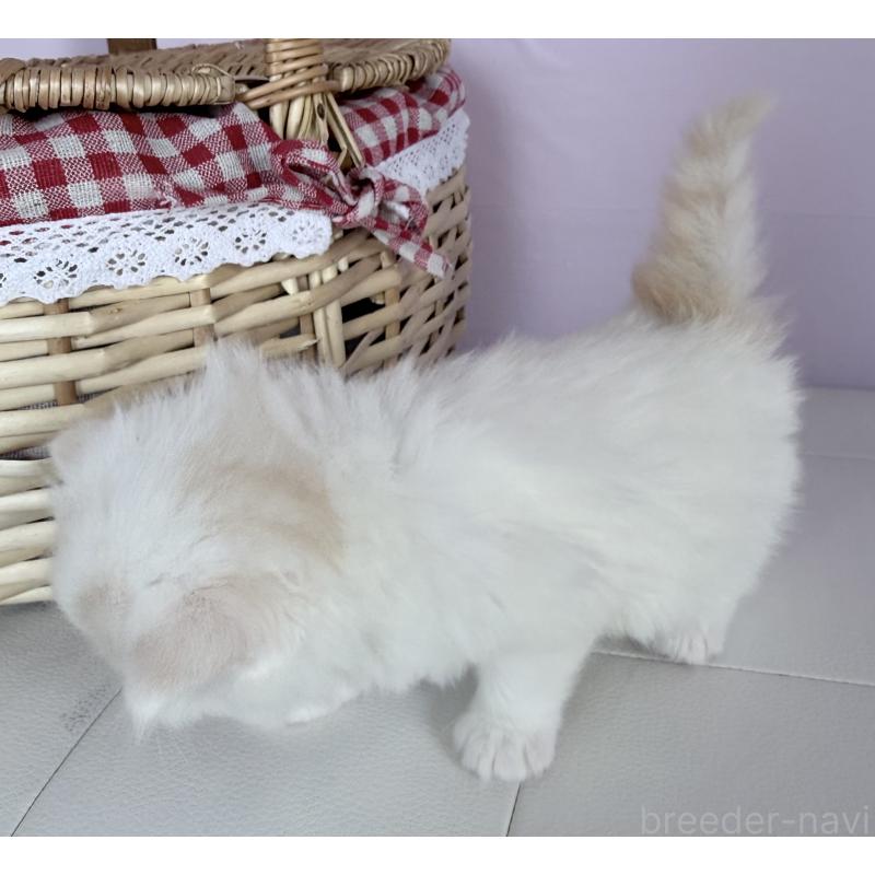 販売中の千葉県のサイベリアン-138680の2枚目