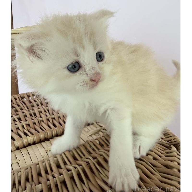 販売中の千葉県のラグドール-138634の5枚目