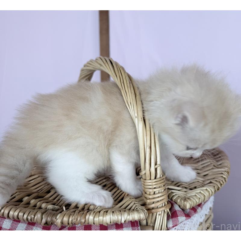 販売中の千葉県のラグドール-138634の2枚目