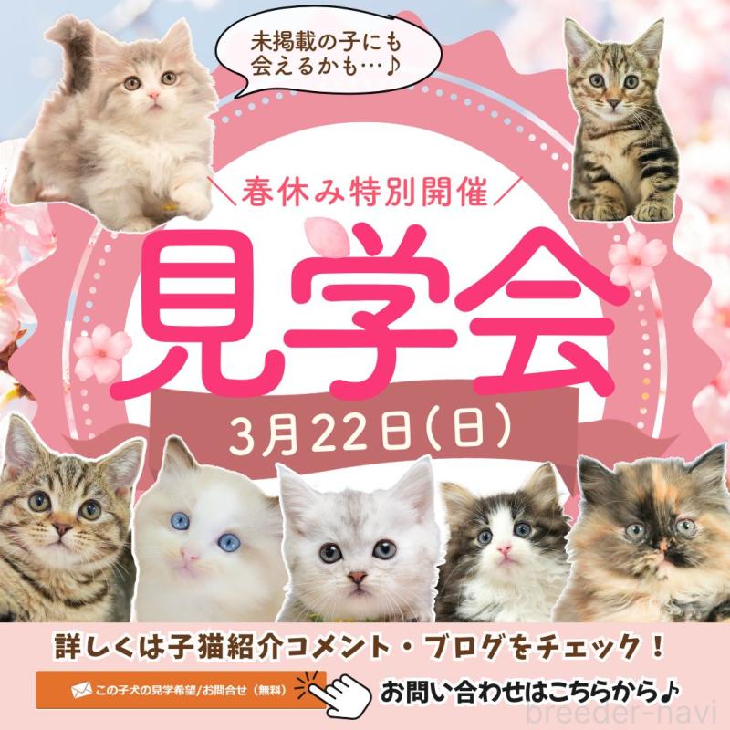 販売中の埼玉県のサイベリアン-138607の3枚目
