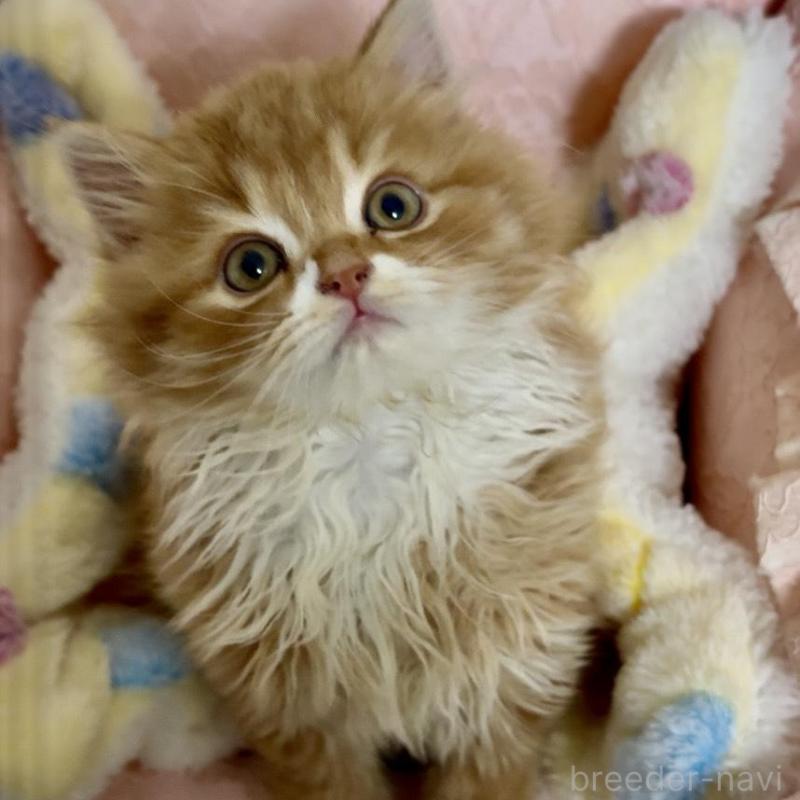 販売中の大阪府のスコティッシュストレート-135808の2枚目