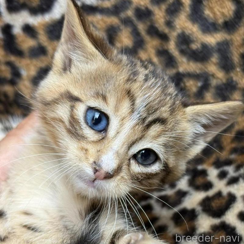 販売中の愛知県のサバンナキャット-138686