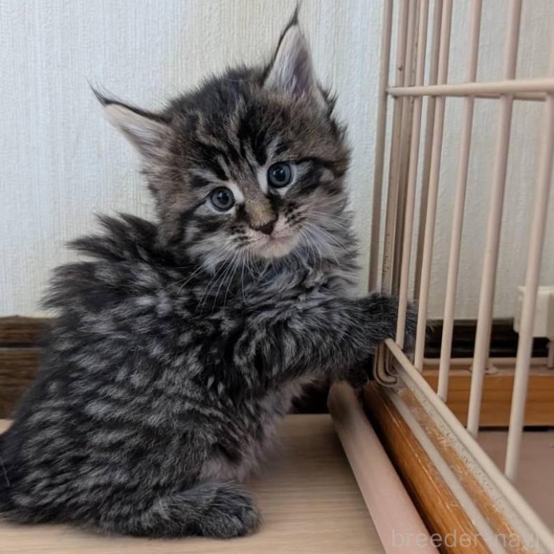 販売中の岡山県のメインクーン-138687の1枚目