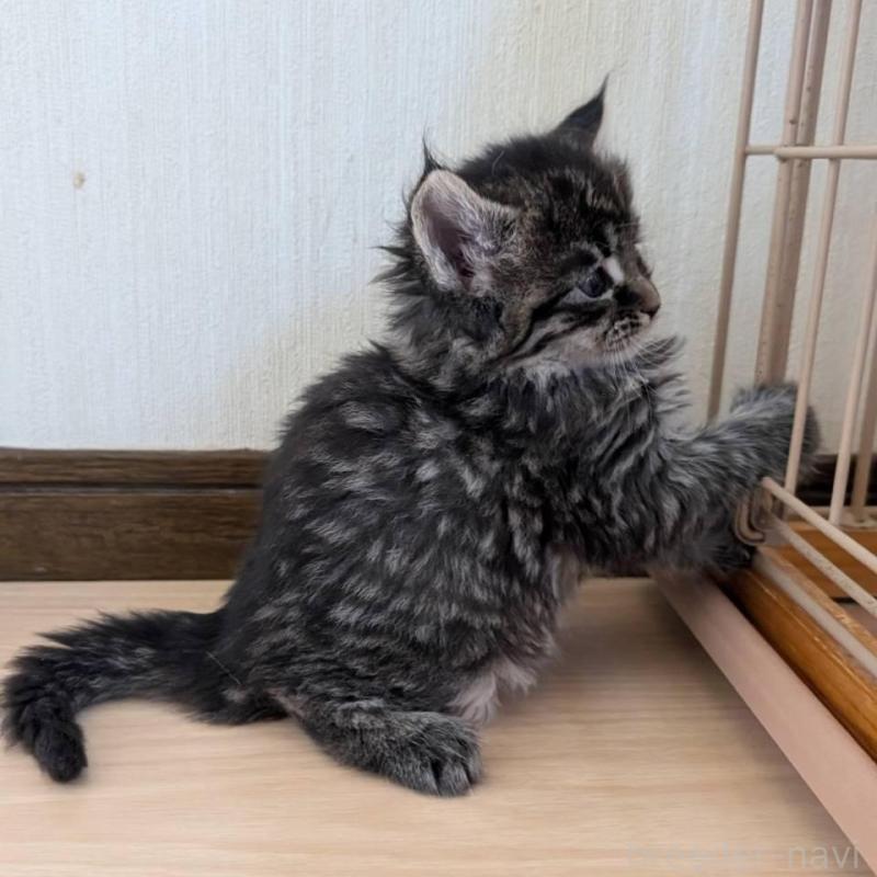 販売中の岡山県のメインクーン-138687の5枚目