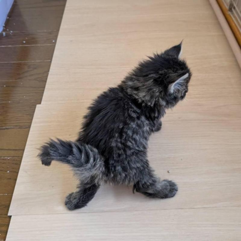 販売中の岡山県のメインクーン-138687の3枚目