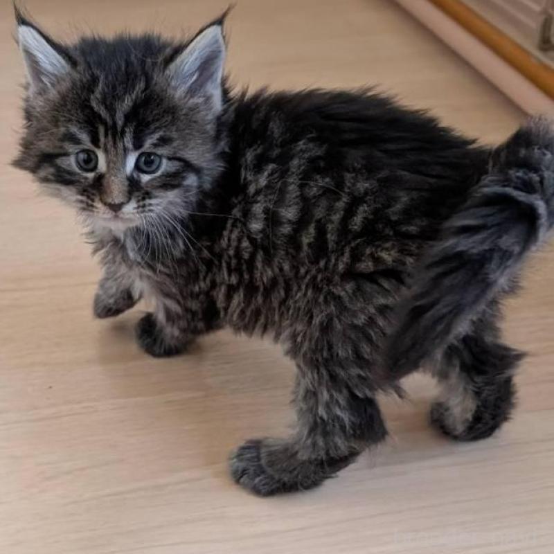 販売中の岡山県のメインクーン-138687の2枚目