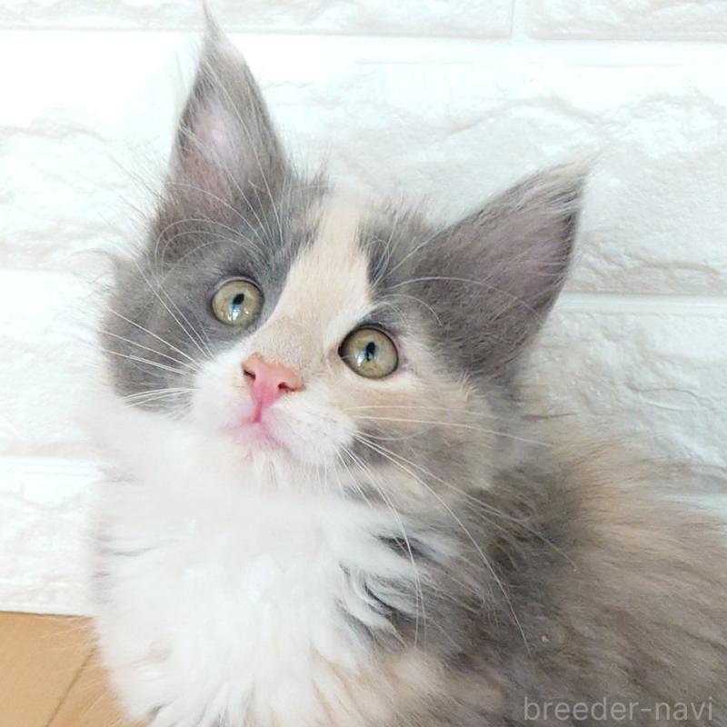 販売中の東京都のノルウェージャンフォレストキャット-137933