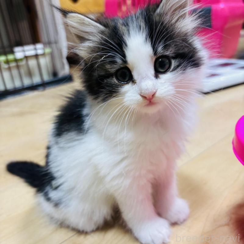 販売中の兵庫県のノルウェージャンフォレストキャット-138688の1枚目