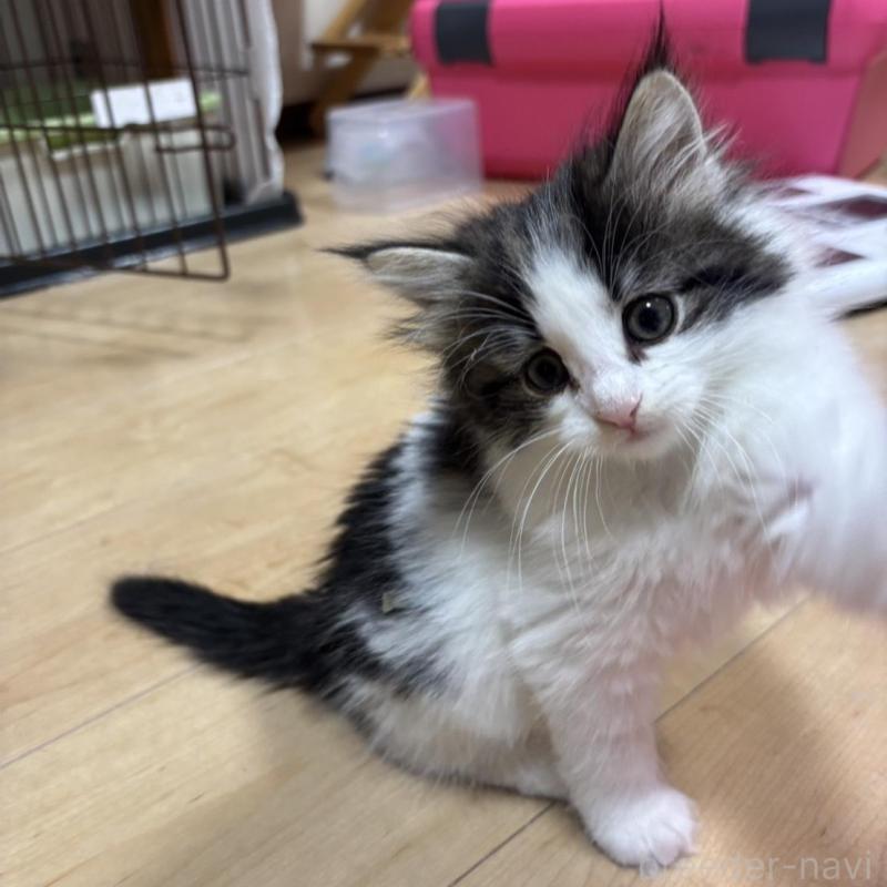 販売中の兵庫県のノルウェージャンフォレストキャット-138688の5枚目
