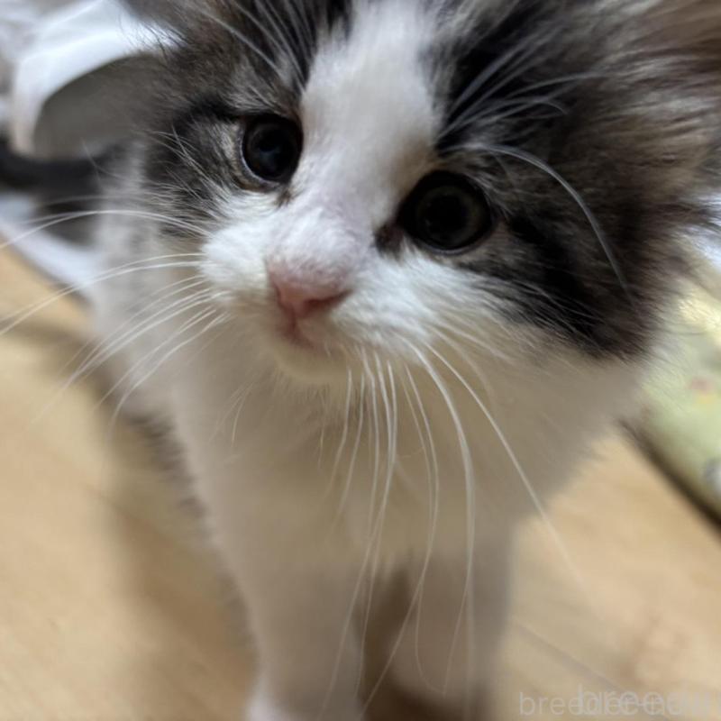 販売中の兵庫県のノルウェージャンフォレストキャット-138688の3枚目