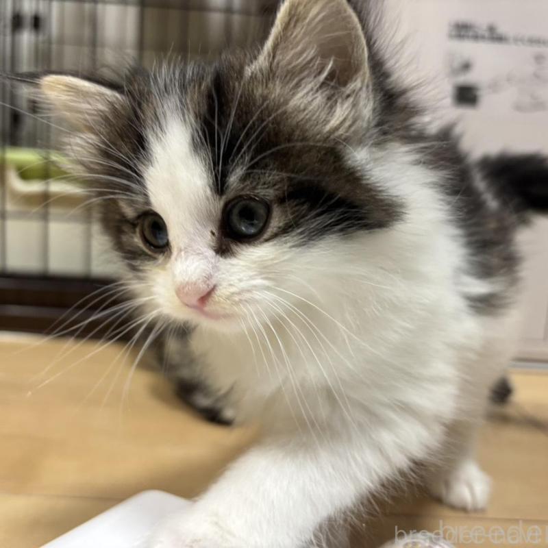 販売中の兵庫県のノルウェージャンフォレストキャット-138688の2枚目