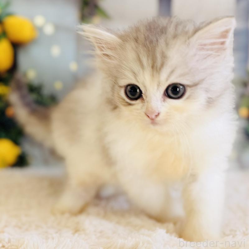 販売中の岐阜県のサイベリアン-138689の10枚目