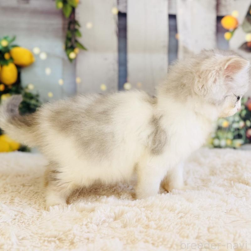 販売中の岐阜県のサイベリアン-138689の9枚目