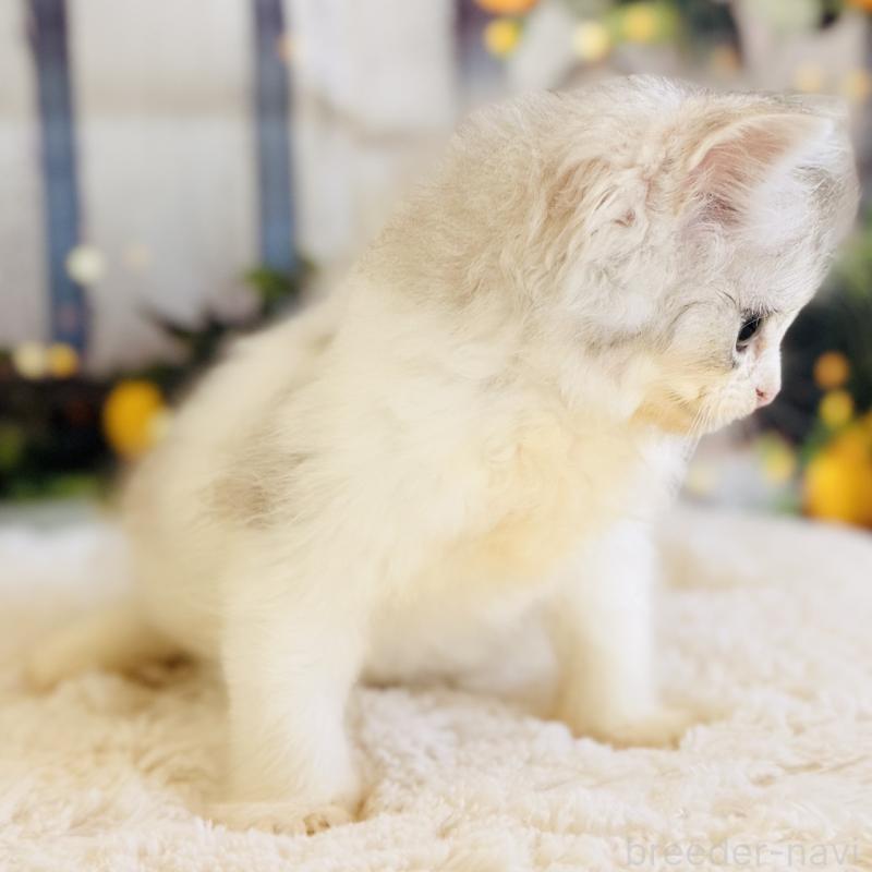 販売中の岐阜県のサイベリアン-138689の8枚目