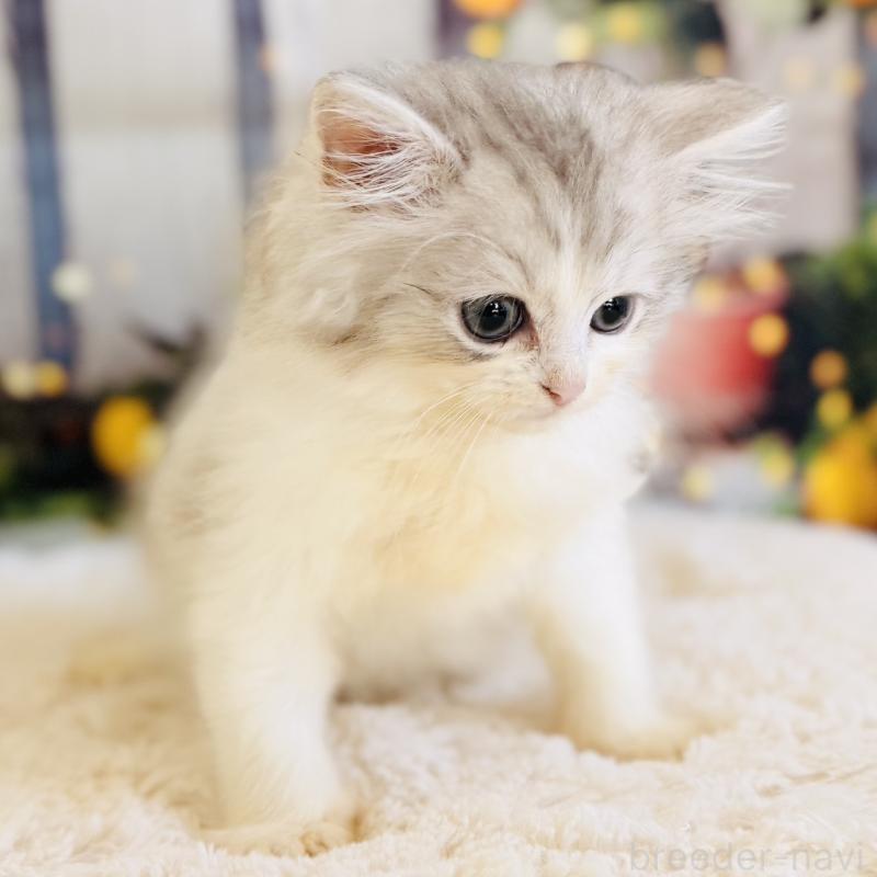 販売中の岐阜県のサイベリアン-138689の7枚目