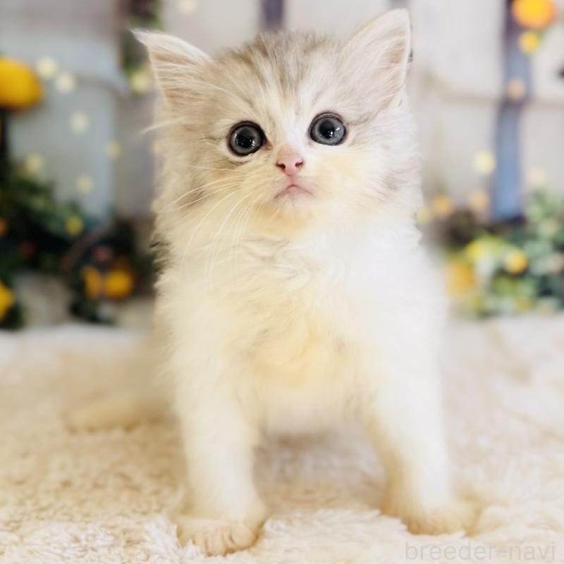 販売中の岐阜県のサイベリアン-138689の5枚目