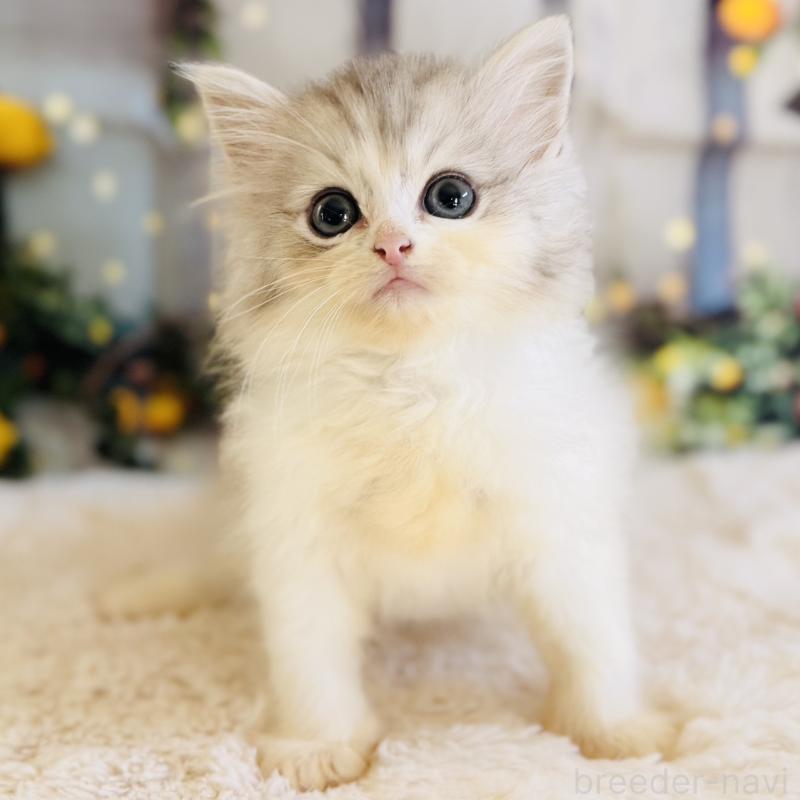 販売中の岐阜県のサイベリアン-138689の4枚目