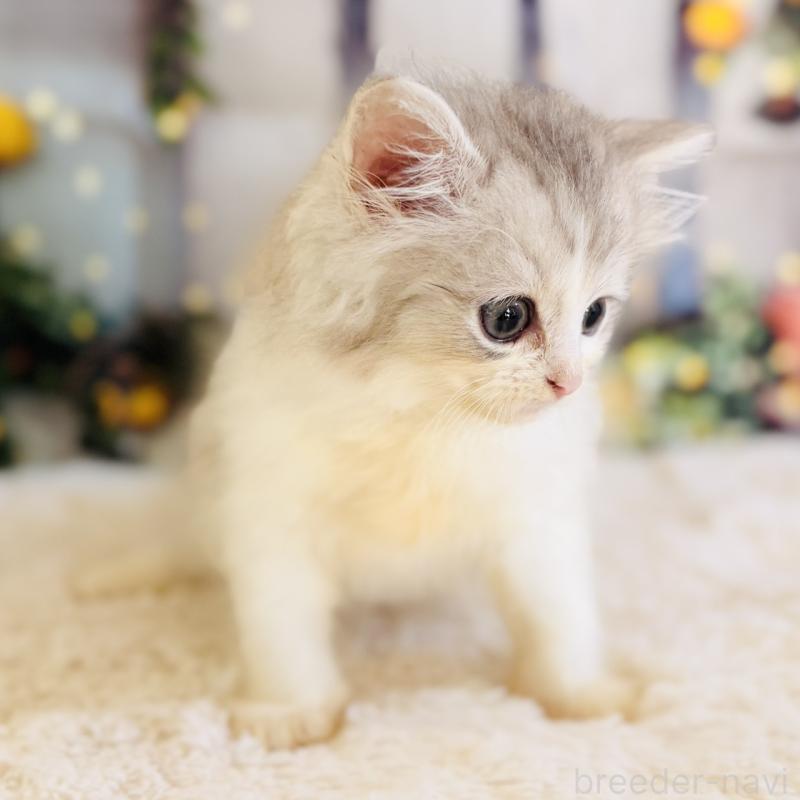 販売中の岐阜県のサイベリアン-138689の3枚目