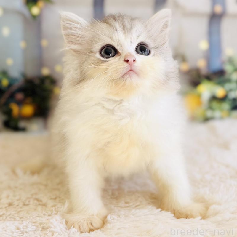 販売中の岐阜県のサイベリアン-138689の2枚目