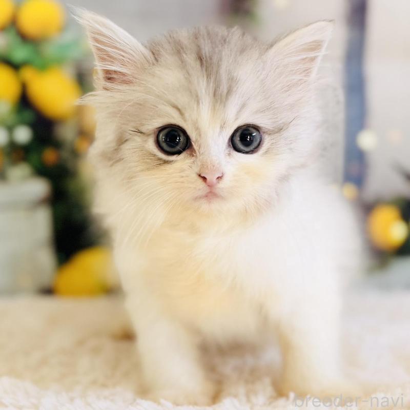 販売中の岐阜県のサイベリアン-138689の1枚目