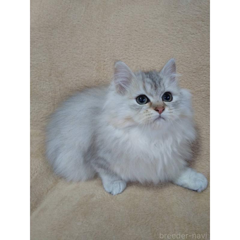 販売中の岐阜県のペルシャ-138690の2枚目