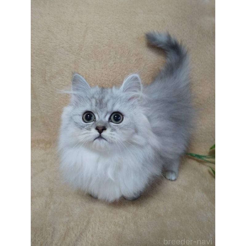 販売中の岐阜県のペルシャ-138692の3枚目