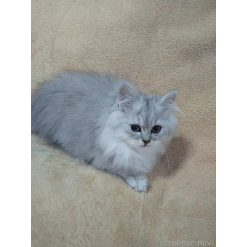 販売中の岐阜県のペルシャ-138692の2枚目