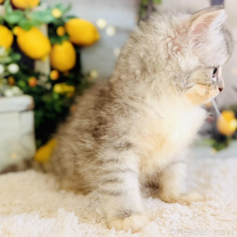 商談中の岐阜県のサイベリアン-138691の8枚目