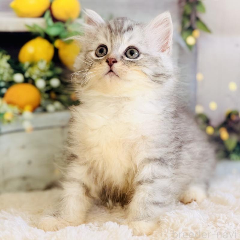 商談中の岐阜県のサイベリアン-138691の7枚目