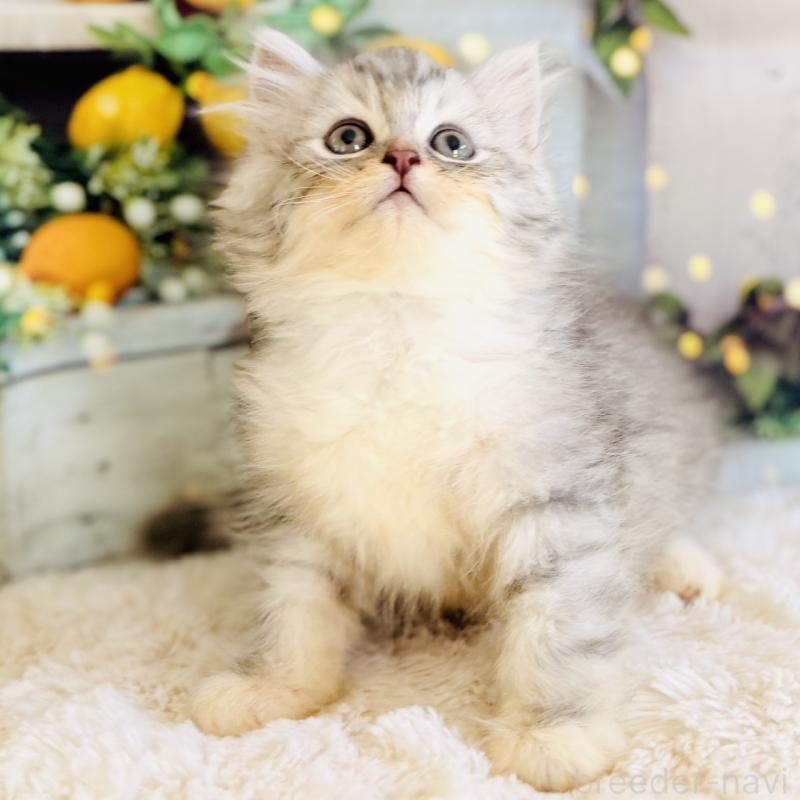 商談中の岐阜県のサイベリアン-138691の6枚目