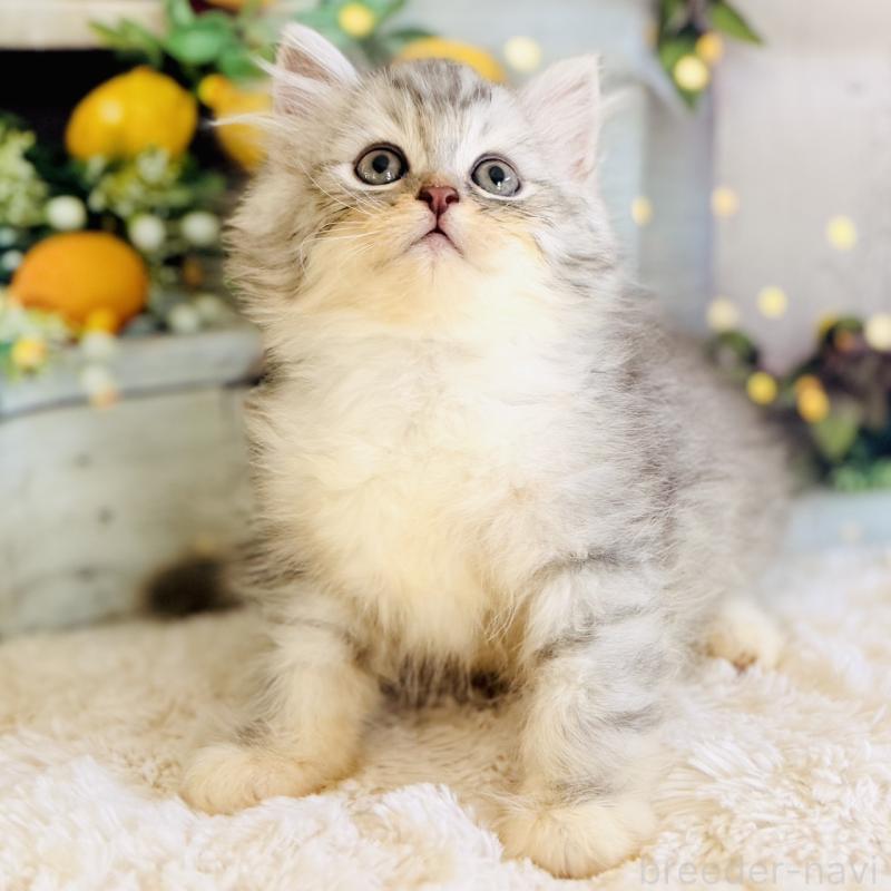 商談中の岐阜県のサイベリアン-138691の5枚目