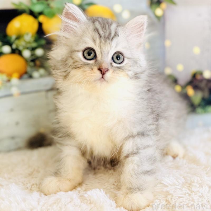 商談中の岐阜県のサイベリアン-138691の1枚目