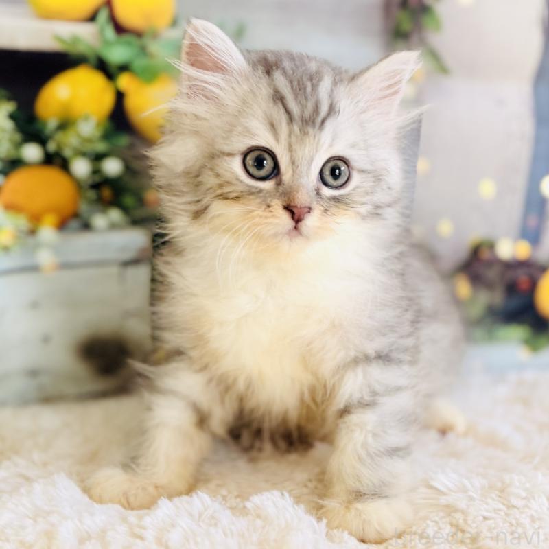 商談中の岐阜県のサイベリアン-138691の3枚目