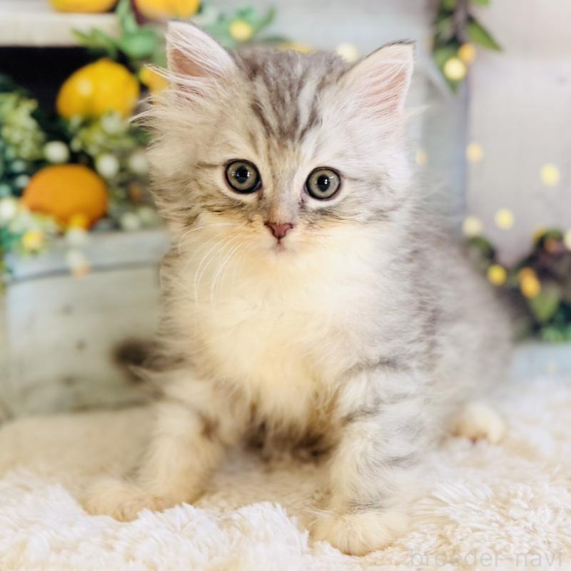 商談中の岐阜県のサイベリアン-138691の2枚目