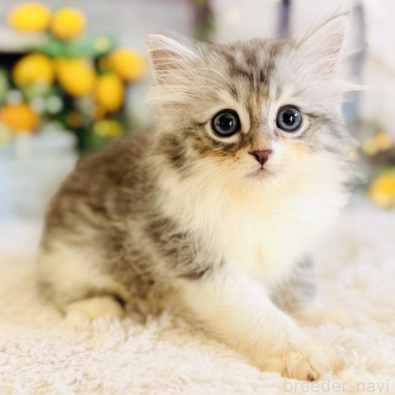 販売中の岐阜県のサイベリアン-138693の9枚目