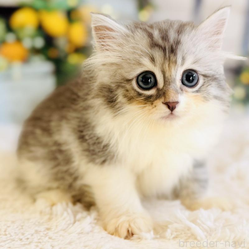 販売中の岐阜県のサイベリアン-138693