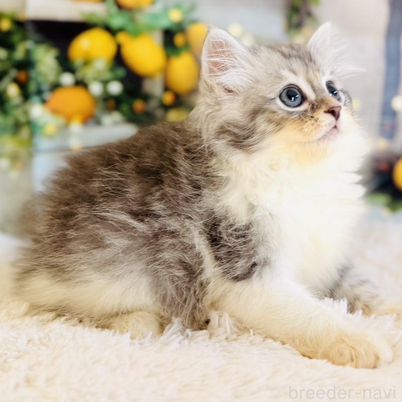 販売中の岐阜県のサイベリアン-138693の8枚目