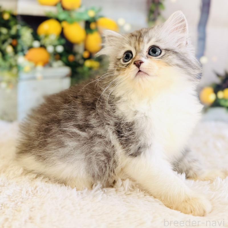 販売中の岐阜県のサイベリアン-138693の5枚目