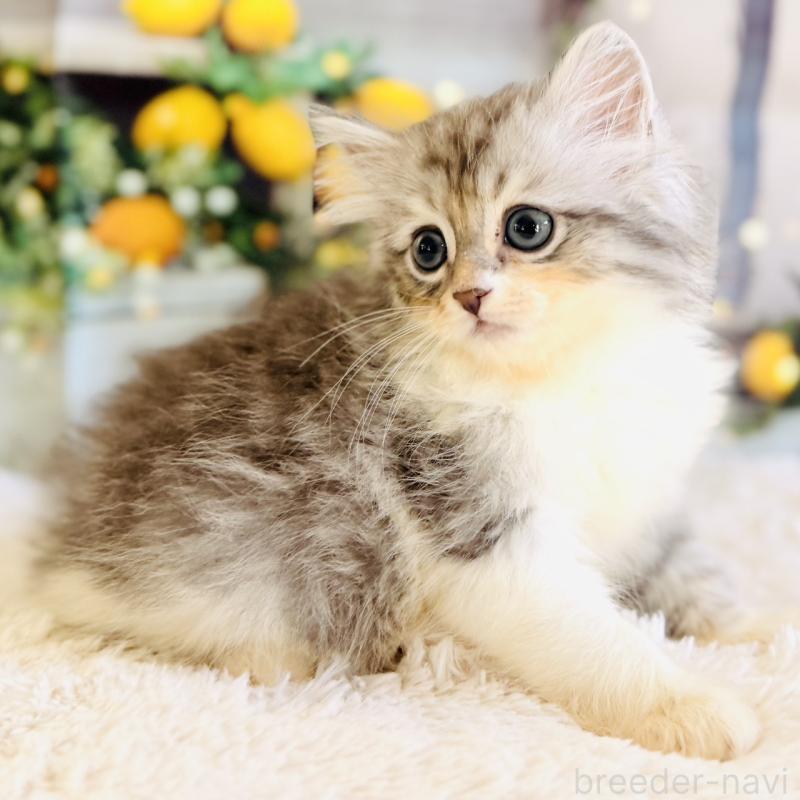 販売中の岐阜県のサイベリアン-138693の4枚目