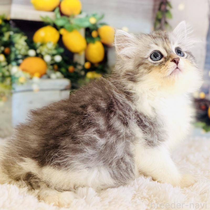 販売中の岐阜県のサイベリアン-138693の2枚目